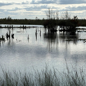 Tagesausflug ins Goldenstedter Moor