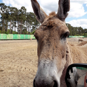Tagesausflug zum Serengeti Park
