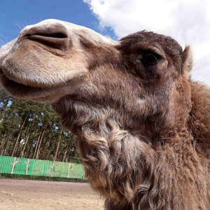 Tagesausflug zum Serengeti Park