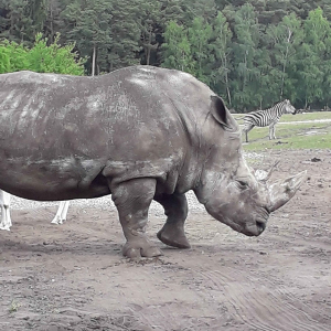 Tagesausflug zum Serengeti Park