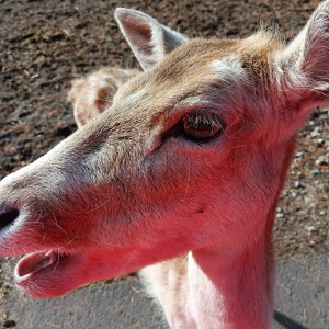 Tagesausflug zum Serengeti Park